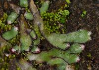 Mozolka vonná (Mannia fragrans)