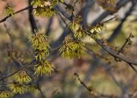 Vilín prostřední 'Arnold Promise' (Hamamelis x intermedia)