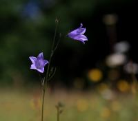 Zvonek okrouhlolistý (Campanula rotundifolia)