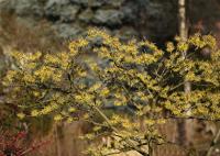 Vilín prostřední (Hamamelis x intermedia)