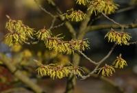 Vilín prostřední (Hamamelis x intermedia)