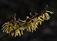 Vilín prostřední (Hamamelis x intermedia)