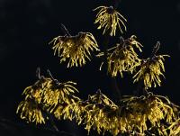 Vilín prostřední (Hamamelis x intermedia) Vilín prostřední (Hamamelis x intermedia)