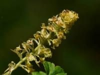 Rybíz alpínský (Ribes alpinum)