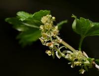 Rybíz alpínský (Ribes alpinum)