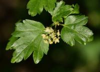 Rybíz alpínský (Ribes alpinum)