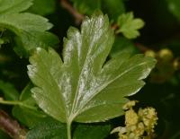 Rybíz alpínský (Ribes alpinum)