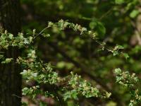 Rybíz alpínský (Ribes alpinum)