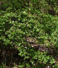 Rybíz alpínský (Ribes alpinum)
