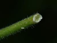 Čarovník pařížský (Circaea lutetiana)