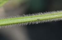 Sója luštinatá (Glycine max)