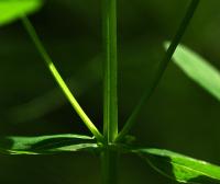 Třezalka čtyřkřídlá (Hypericum tetrapterum)