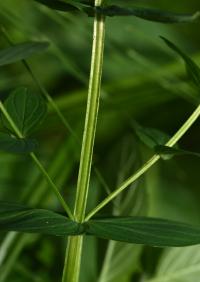 Třezalka čtyřkřídlá (Hypericum tetrapterum)
