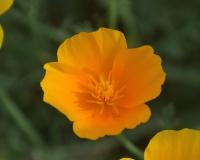 Eschscholtzia californica   sluncovka květy, květenství