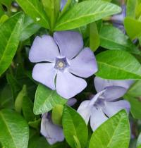 Kleines Immergrün (Vinca minor)