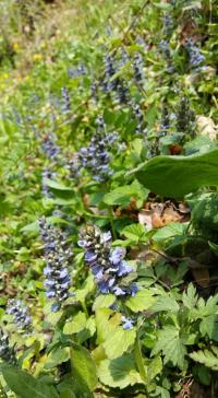 Kriechende Günsel (Ajuga reptans)