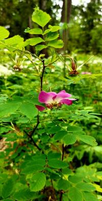 Gebirgs-Rose (Rosa pendulina)