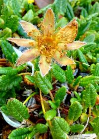 Weiße Silberwurz (Dryas octopetala)