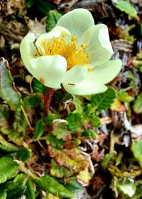 Weiße Silberwurz (Dryas octopetala)