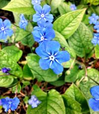 Frühlings-Nabelnüsschen (Omphalodes verna)