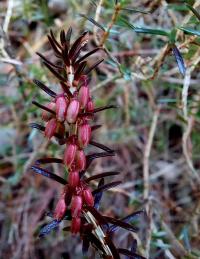 Schneeheide (Erica carnea)