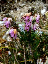 Schneeheide (Erica carnea)