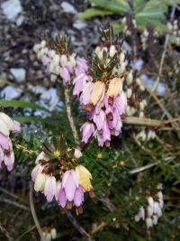 Schneeheide (Erica carnea)