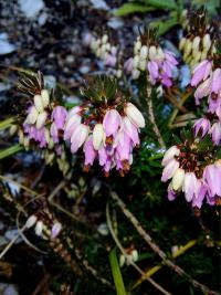 Schneeheide (Erica carnea)