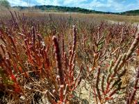 Slanorožec evropský (Salicornia europaea)