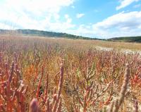 Slanorožec evropský (Salicornia europaea)