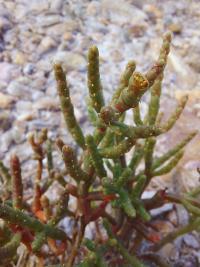 Slanorožec evropský (Salicornia europaea)