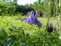 Orlíček obecný (Aquilegia vulgaris)