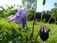 Orlíček obecný (Aquilegia vulgaris)