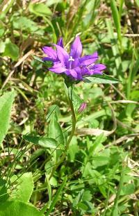 Zvonek klubkatý pomoučený (Campanula glomerata subsp farinosa)