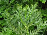 Zeravinec japonský (Thujopsis dolabrata)