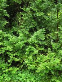 Zeravinec japonský (Thujopsis dolabrata)