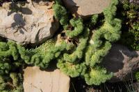 Rozchodník suchomilný 'Cristatum' (Sedum rupestre)