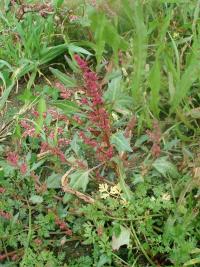 Merlík červený (Chenopodium rubrum)