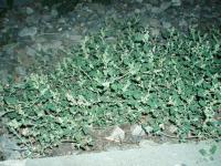 Merlík smrdutý (Chenopodium vulvaria)