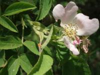 Růže plstnatá (Rosa tomentosa)