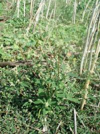 Merlík bílý stopečkatý (Chenopodium album subsp pedunculare)