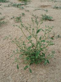 Merlík bílý stopečkatý (Chenopodium album subsp pedunculare)