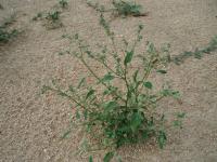 Merlík bílý stopečkatý (Chenopodium album subsp pedunculare)