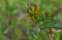 Tolice měňavá (Medicago x varia)