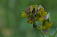 Tolice měňavá (Medicago x varia)