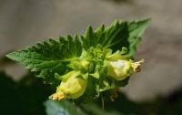Krtičník jarní (Scrophularia vernalis)