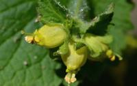 Krtičník jarní (Scrophularia vernalis)