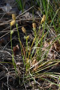 Ostřice Micheliova (Carex michelii)
