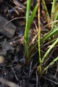 Ostřice Micheliova (Carex michelii)
