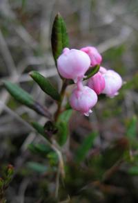 Kyhanka sivolistá (Andromeda polifolia)